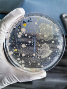 Close-up of a gloved hand holding a petri dish with microbial colonies growing on agar, used for bioburden testing in laboratory environments.