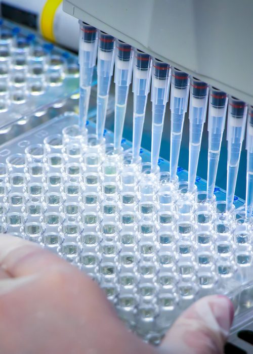 Automated Bacterial Endotoxin Testing with Microplate Pipetting Close-up of a laboratory technician performing bacterial endotoxin testing using an automated multi-channel pipette to dispense liquid into a 96-well microplate in a sterile lab environment.