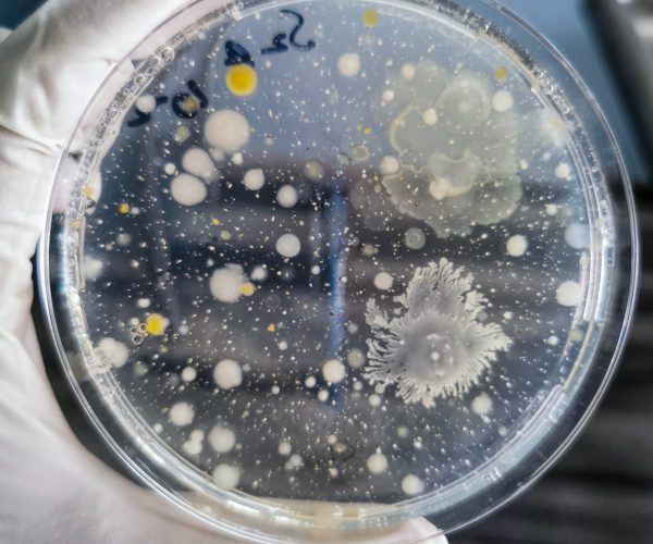 Close-up of a gloved hand holding a petri dish with microbial colonies growing on agar, used for bioburden testing in laboratory environments.